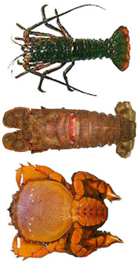 Chilli Udang Karang (Slipper Lobster) ⭐
