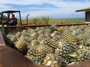 Pineapple growers are facing immense low-wage competition. File photo by Wendy Osher.