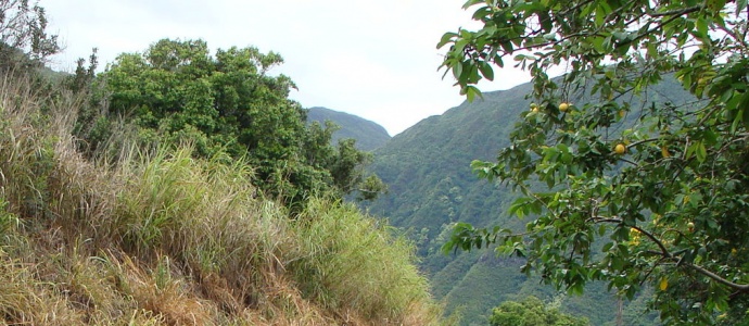 Waihe'e Valley, file photo by Wendy Osher.