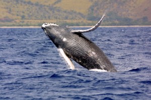 Humpback whale. Photo courtesy NOAA/HIHWNMS.