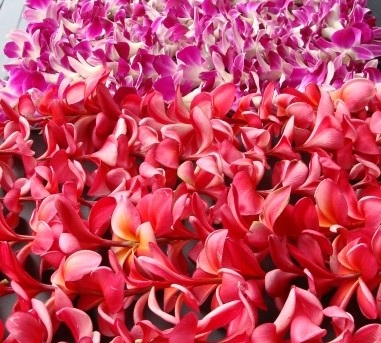 Plumeria and orchids, file photo by Wendy Osher.