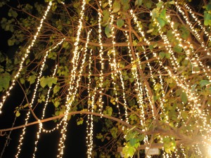 Holiday lighting of the Banyan Tree, photo courtesy Lahaina Town Action Committee.