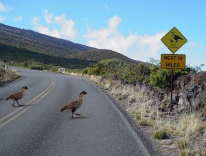 Photo courtesy: Haleakalā National Park.