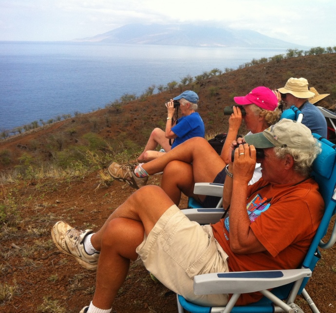 Great Whale Count, Maui. File photo courtesy, Pacific Whale Foundation.
