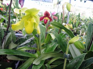 ladyslipper orchid now in vogue