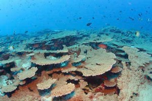 coral-underwater-ocean-hawaii