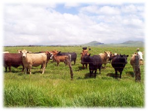 farming-cows-field-hawaii