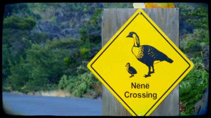Nene sign at Haleakala National Park.  Photo by Wendy Osher.