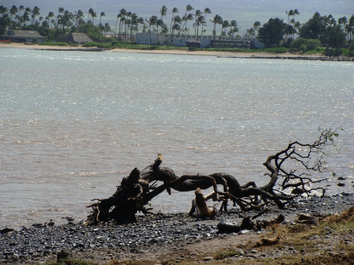 File photo by Wendy Osher. Kahului Harbor.