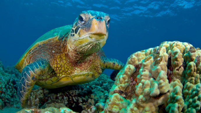 green-turtle-hawaiian-1