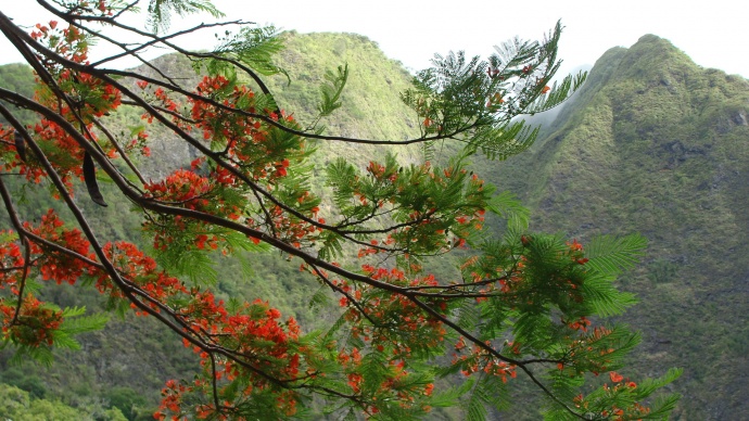 'Iao Valley photo by Wendy Osher.