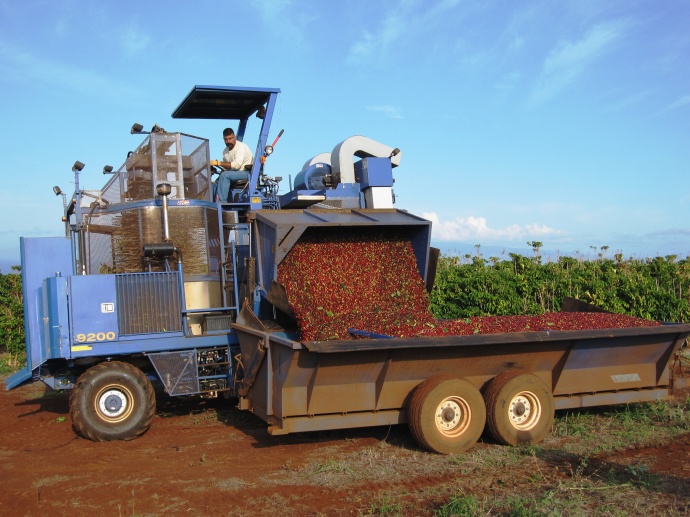 Veteran farmers harvest MauiGrown’s popular coffee varieties in the Ka`anapali Coffee Farms community.