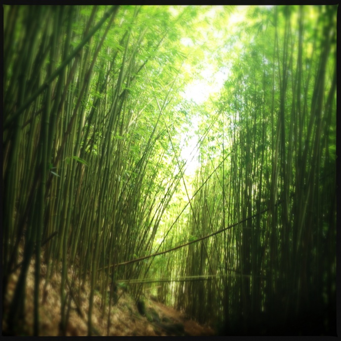 The Bamboo Forest. Photo by Vanessa Wolf