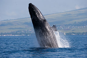 Photo courtesy Whale Trust.