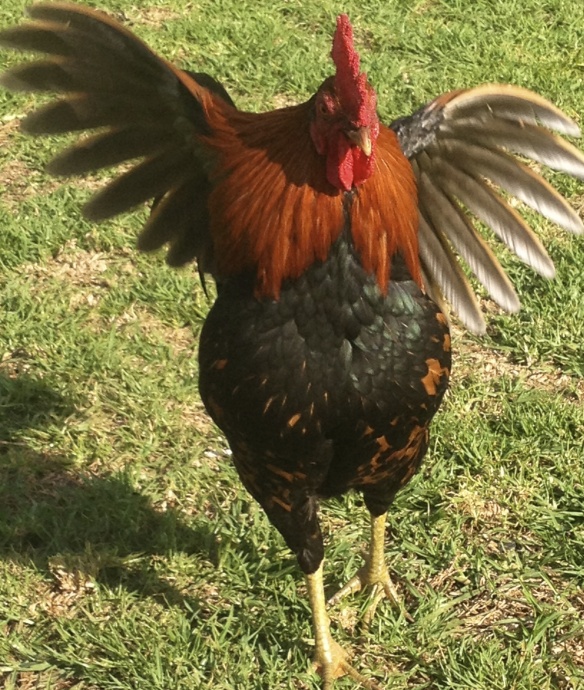 Chicken or the egg: researchers are still undecided as to whether Mick Jagger saw a rooster do this or they saw him dance first. Photo by Vanessa Wolf