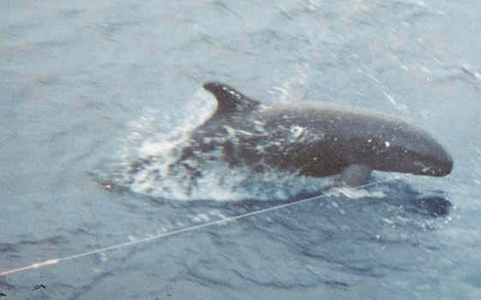False Killer Whale hooking, file photo from unrelated incident. File photo courtesy Earthjustice.