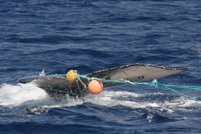 Whale entanglement.  Photo courtesy: Hawaiian Islands Humpback Whale National Marine Sanctuary.