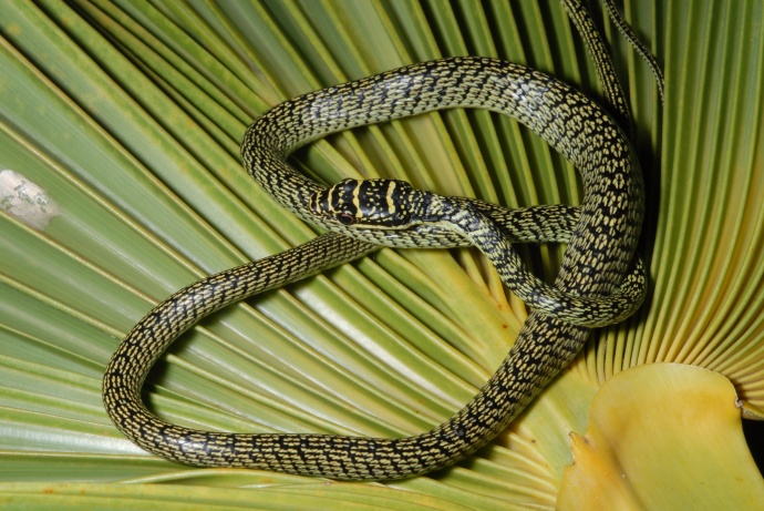 Tree snake, Photo courtesy Department of Agriculture.
