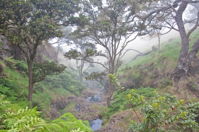 Leeward Haleakala Kahikinui Forest. Photo courtesy DLNR.