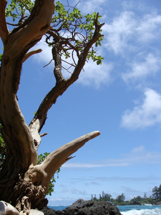 Lehoʻula at Hāna, Maui. Photo by Wendy Osher.