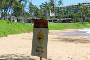 Shark signage posted at Ulua Beach in Wailea, 7/31/13. Photo by Wendy Osher.