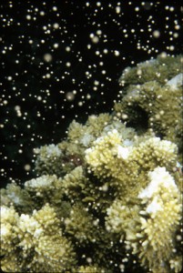 Rice coral spawning. Photo courtesy Pauline Fiene.