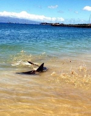 A shark close to shore at a beach in Lahaina. Photo: Carlos Rock