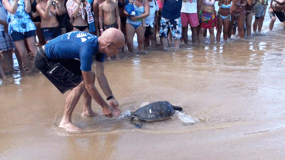 A turtle release from last year's Holomua na Honu. Photo courtesy Maui Ocean Center