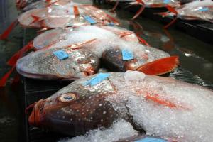 Researchers say opah, also known as moonfish, have higher concentrations of mercury because of where they feed. Photo by C. Anela Choy/UH.