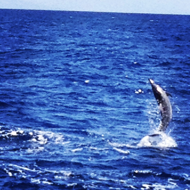 No competition here. My best spinner dolphin photo is pretty crappy. Photo by Vanessa Wolf