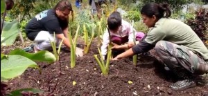 Families working in the garden at The Maui Farm. File photo, courtesy image.