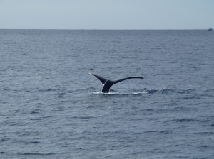 First Maui whale sighting of 2013. File photo courtesy Pacific Whale Foundation.