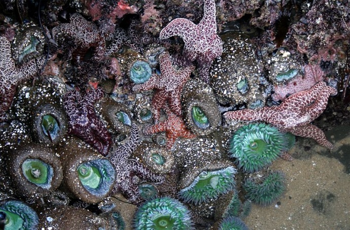 A tide pool filled with sea stars, sea anemones and sea sponges in Santa Cruz, California. Photo courtesy Wikipedia.