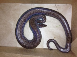 Rainbow boas are native to Central and South America and can grow up to six feet in length. Photo courtesy Hawaiʻi Department of Agriculture
