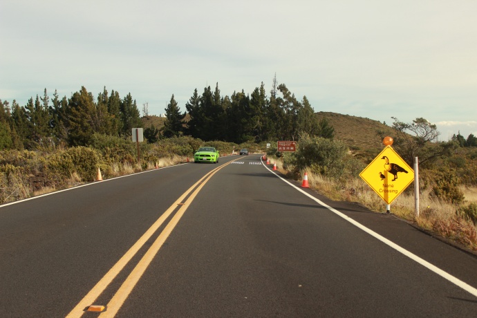 Signs and cones alert motorists to drive cautiously. Photo courtesy Haleakalā National Park.