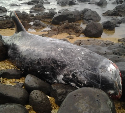 Preliminary investigation of the adult male Risso's dolphin (Grampus griseus) by researchers at Hawai‘i Pacific University's Marine Mammal Stranding Program indicate signs of severe disease in its heart, lungs and stomach. Photo credit: NOAA Permit #932-1905.