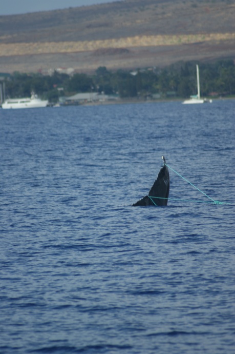 whale-entangled-lahaina-2013-11-12-worsfolds-family
