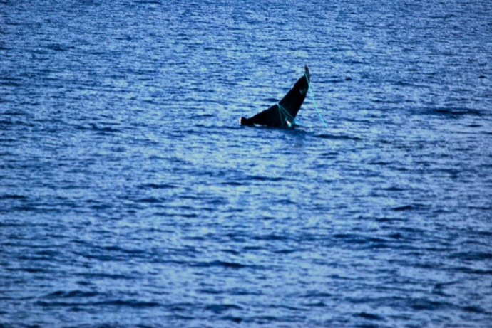 whale entangled photo-tony-murri-2013-11-12