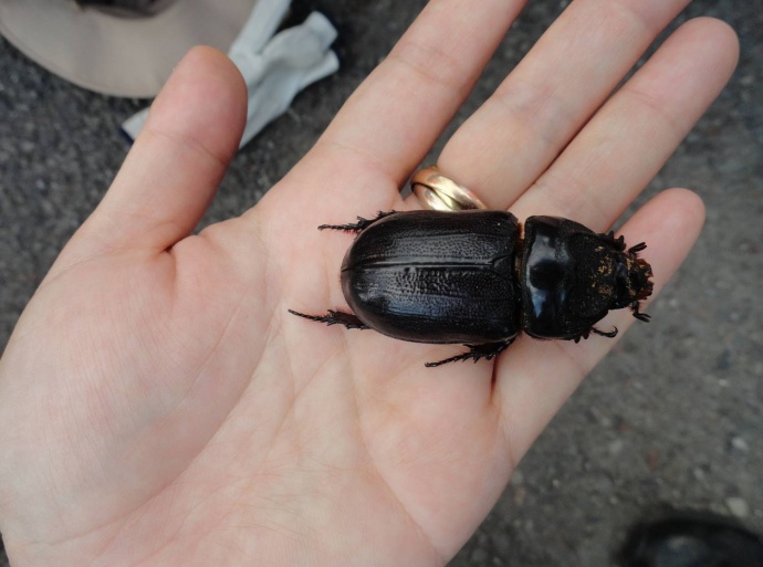 Coconut Rhinoceros Beetle.  Photo courtesy, Hawaiʻi Department of Agriculture.