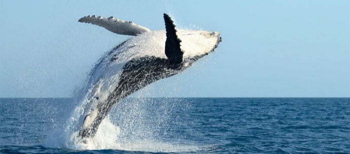 Image courtesy Pacific Whale Foundation