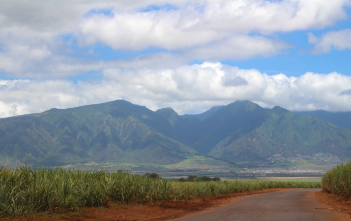 HC&S sugar cane fields in Kahului.  Photo by Wendy Osher.