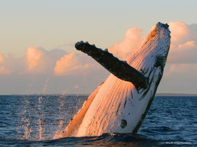 That's just amazing, isn't it? Image courtesy Pacific Whale Foundation.