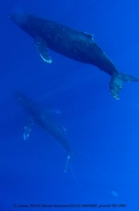 Underwater image Humpback whale with entanglement Courtesy of E. Lyman - NOAA HIHWNMS - MMHSRP (permit # 932-1905)
