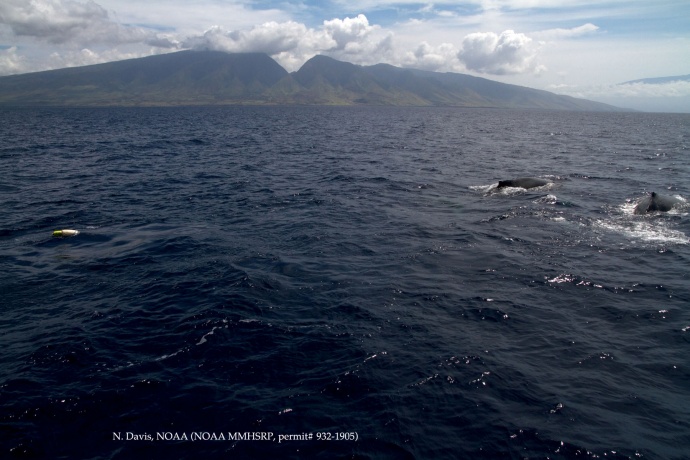 Humpback whale with entanglement Courtesy of N. Davis - NOAA HIHWNMS - MMHSRP (permit # 932-1905)