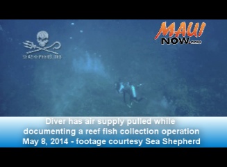Diver has air supply pulled 50 feet below the surface, image courtesy Sea Shepherd.