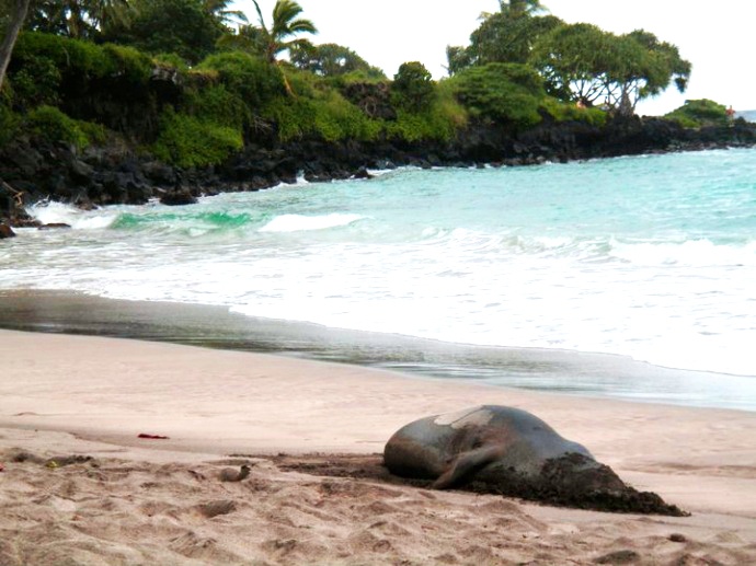 A monk seal buries its head in the sand at Hāmoa Beach, Hāna. Maui Now file photo.