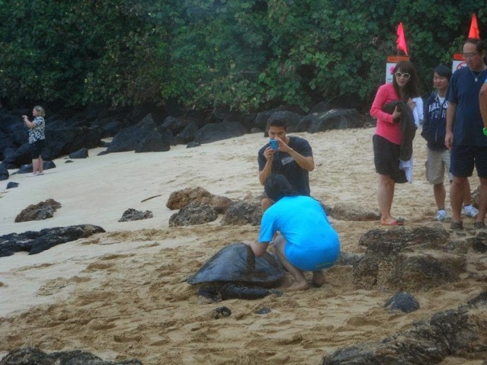These photos illustrate DLNR’s concern with people getting too close to green sea turtles (honu) at Ali‘i Beach.