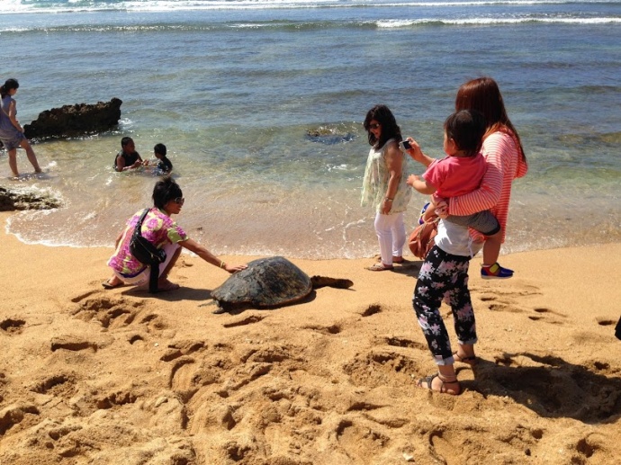 These photos illustrate DLNR’s concern with people getting too close to green sea turtles (honu) at Ali‘i Beach.