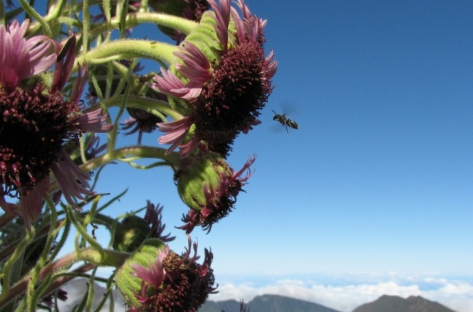 Silversword in bloom at Haleakalā. Photo courtesy National Park Service.