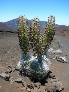 This silversword plant at Haleakalā stands 6 feet tall. Photo courtesy National Park Service.